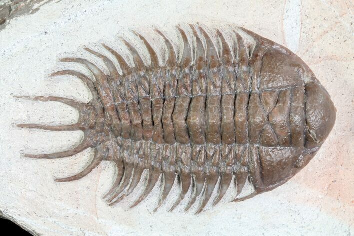 Crotalocephalus Trilobite - Jorf, Morocco #72485
